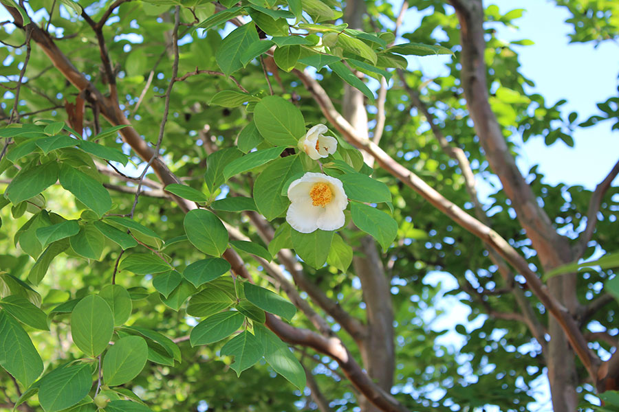 2018.10.10 Stewartia pseudocamellia