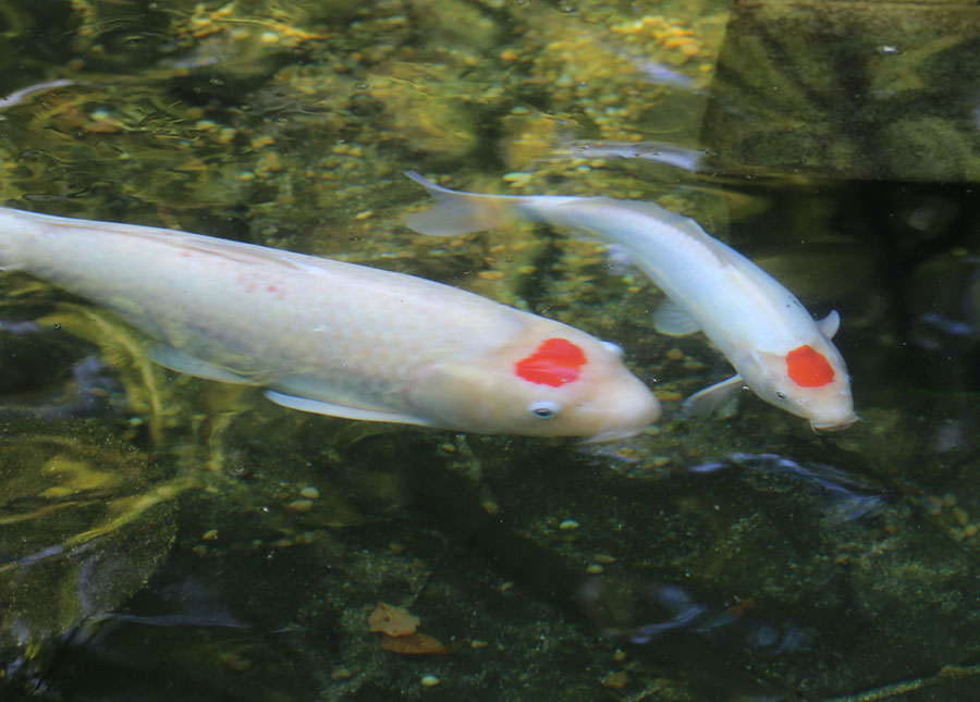 マロニエの泉 カープ鯉