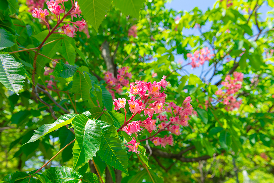 マロニエの花